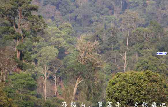 布朗茶与老班章茶的区别解析：从产地、口感和品质方面进行比较