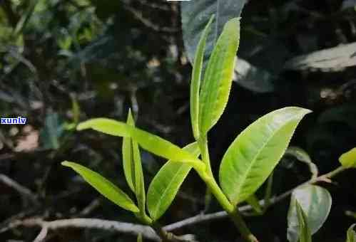 布朗茶与老班章茶的区别解析：从产地、口感和品质方面进行比较