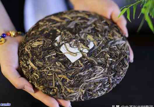 探究老班章茶叶的特色口感及其在普洱茶中的地位