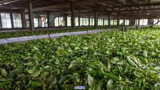 班章谷花茶的独特风味、 *** 工艺及功效：一次全面了解茶叶的探索之旅