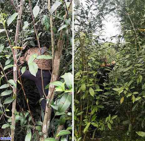 老班章茶农怎么处理名单