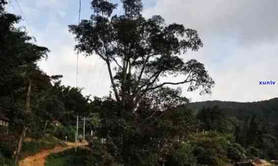 云南布朗山乡老班章村：普洱茶的故乡与生态秘境