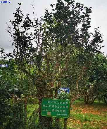 布朗山老班章古树茶价格及厂家推荐