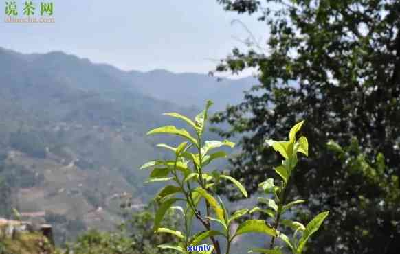 老班章回岭普洱茶：口感，产地，与苦涩的关系