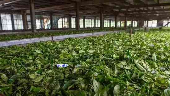 古茶聚茶厂老班章：品质越，历传承，探索真正的云南普洱茶