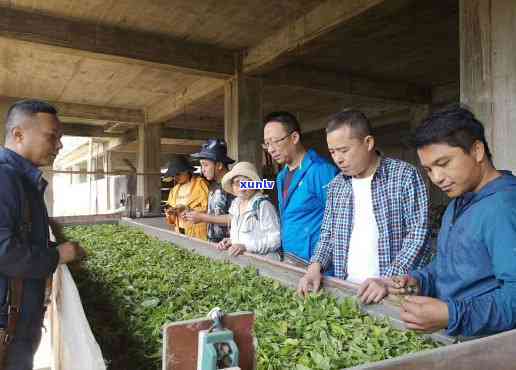 西双版纳老班章茶研究成果分享会