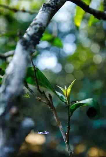 探索古树老班章茶的魅力：味道、历与文化