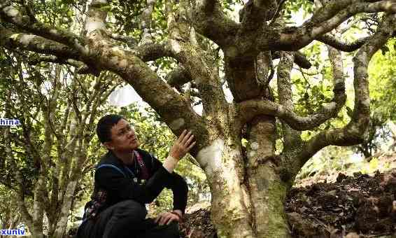 老班章村21号价格：古茶树与户数，探索千年古树的价值与村民生活