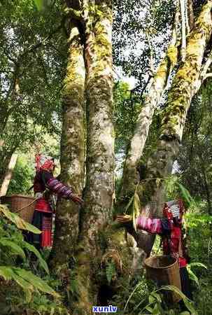 老班章：地名还是山头？探索其历、文化和地理背景