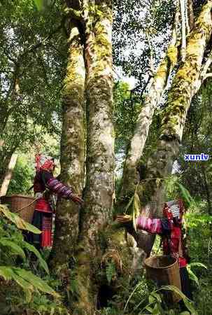 老班章：地名还是山头？探索其历、文化和地理背景