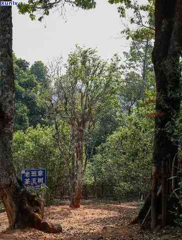 探究老班章古茶林中的古茶树数量与普洱茶文化传承