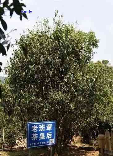 老班章村茶王树68万拍卖，村茶王树死因待查，树龄多少年？