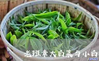 老班章大白菜的种植技巧、营养价值与烹饪 *** ：全面解答您的疑问