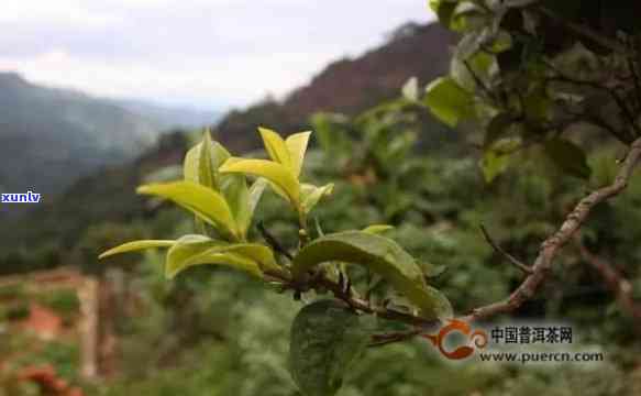 云南普洱茶名寨探秘：十大独特特点一览