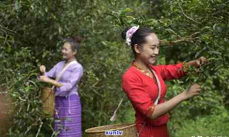 普洱地名的起源及其出现年份全面解析