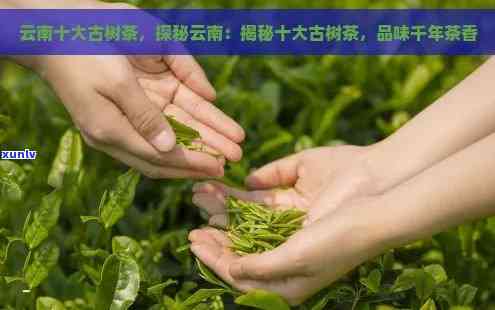 云南名茶十大盘点：品味古树普洱香气，探索大普茶文化与排行