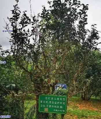 布朗山布朗族乡老班章茶农协会的布朗山老班章古树茶与普洱茶价格