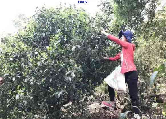 茶树王茶厂老班章：主人、树龄与品质详解