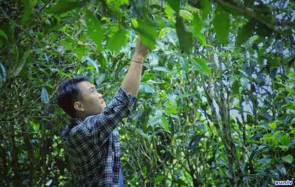 普洱茶的存与容器选择：哪些容器不适合冲泡普洱茶？