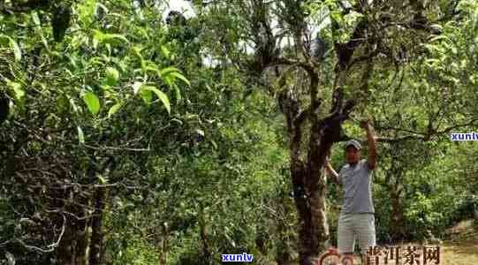 老班章古茶树春茶普洱茶市场价格分析