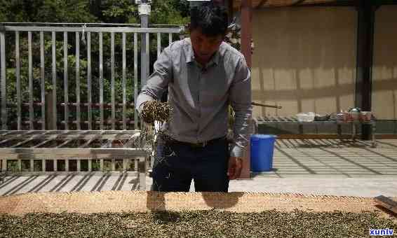 从零开始：老班章手工 *** 茶叶的完整指南，了解茶叶 *** 过程与技巧