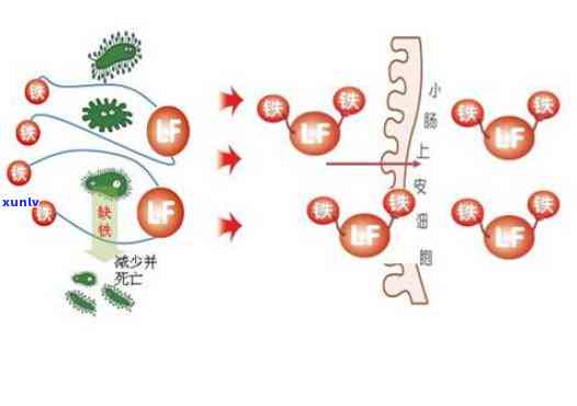 普洱黄曲霉素与金花霉素的区别及其作用机制