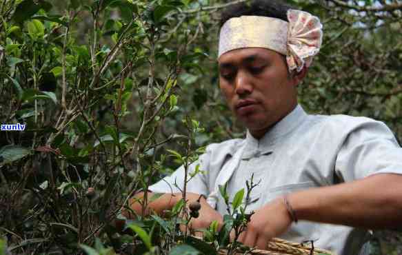 老班章茶区探索新元：挖掘稀有茶叶，传承普洱茶文化