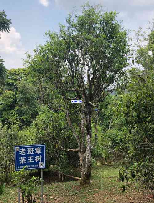 新 '冰岛老班章茶王与皇后的神秘传说' - 探索普洱茶世界的奥秘