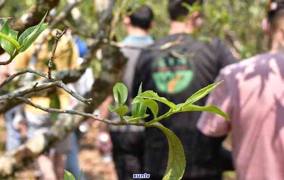 探索勐海帕雅珍地区：老班章茶的产地、品质、 *** 工艺及品鉴 *** 