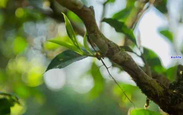 普洱茶秋茶与春茶的区别：哪个更好？