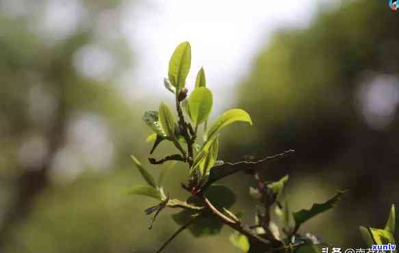 普洱茶秋茶与春茶的区别：哪个更好？