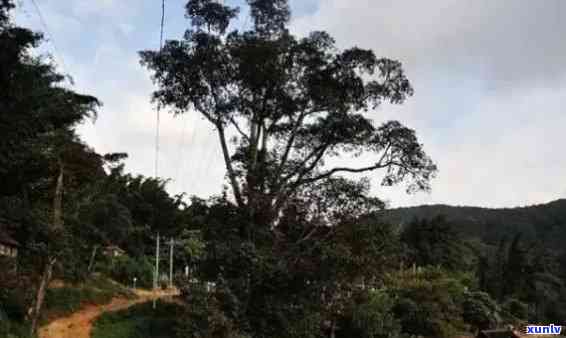 老班章布朗茶农协会监制的勐海县普洱茶：章村村民的独特秘方