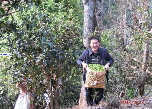 农民二哥喝老班章茶