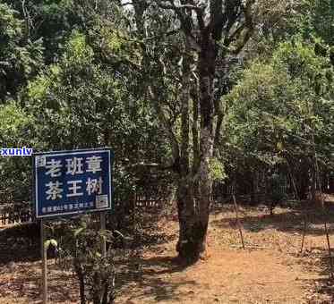 云南阿里山老班章古茶树王：岁月沉淀的茶界瑰宝