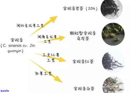 普洱铁观音：品种、 *** 工艺、口感及区别全解析，帮助你轻松挑选和品鉴！