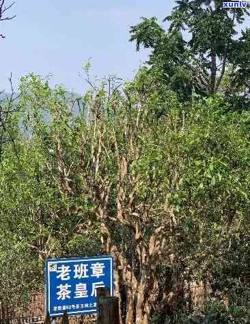 老班章王树茶价格表