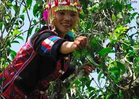 云南老班章茶产地：揭示普洱茶的神秘之地与独特风味