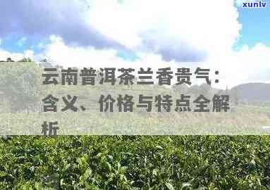 云南普洱茶兰香贵气：品鉴与选购指南，了解品种、产地、泡法等详细信息