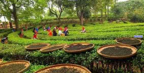 普洱茶的品质之源：深入探讨普洱茶的产地与 *** 工艺