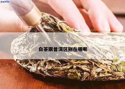 白茶和普洱的区别?