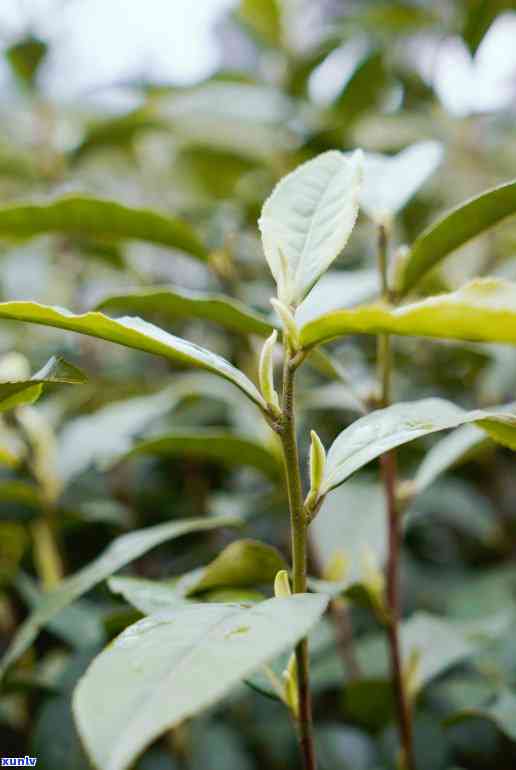 老班章茶山传奇：揭秘神秘茶树王的所在地