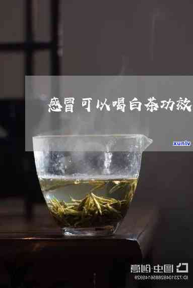 白茶在感冒治疗中的作用：科学研究、推荐剂量与注意事项一览