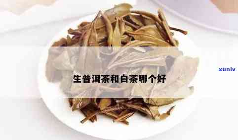 天喝白茶还是普洱茶生茶好？全面比较与选择指南