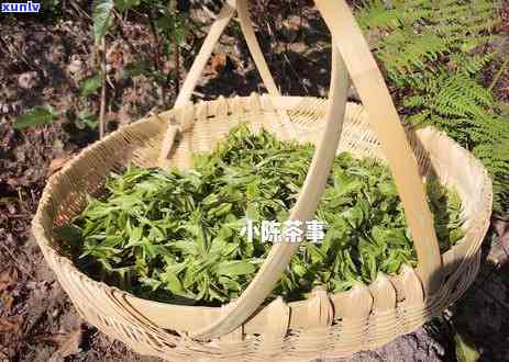 白茶与普洱茶：哪个更适合存？如何选择与保存茶叶的技巧解析