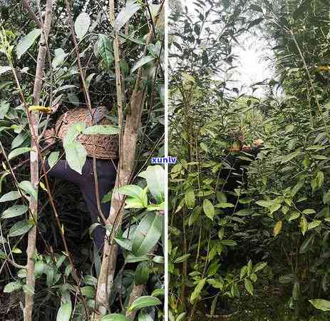 老班章普洱茶饼价格及品饮解析：一款不容错过的白茶珍品