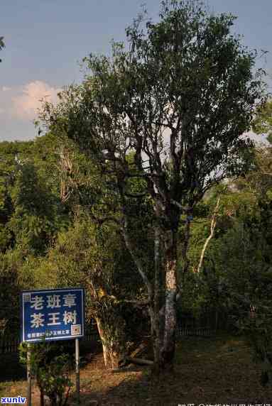 老班章茶树的多元化品种解析与普洱茶的深度探讨