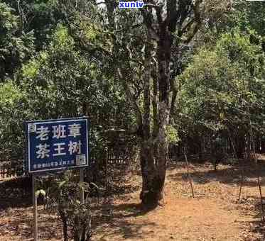 老班章普洱茶厂家，的老班章普洱茶茶厂，地址：普洱茶山