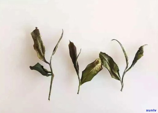 福鼎白茶：白茶还是绿茶？解答所有疑问