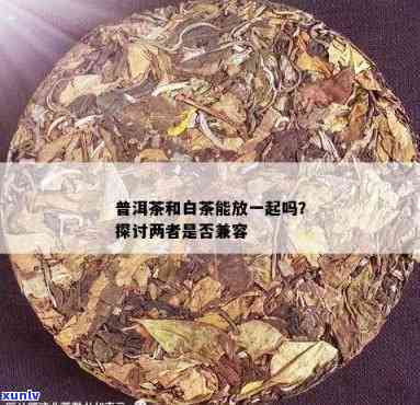 普洱茶加白茶一起泡：好喝吗，可以存放一块吗？