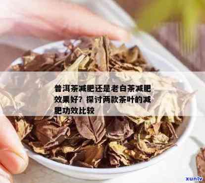 普洱古树白茶功效：降脂减肥、抗氧化、抗衰老、提高免疫力